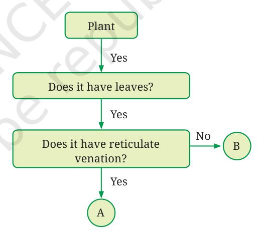 Does it have reticulate venation